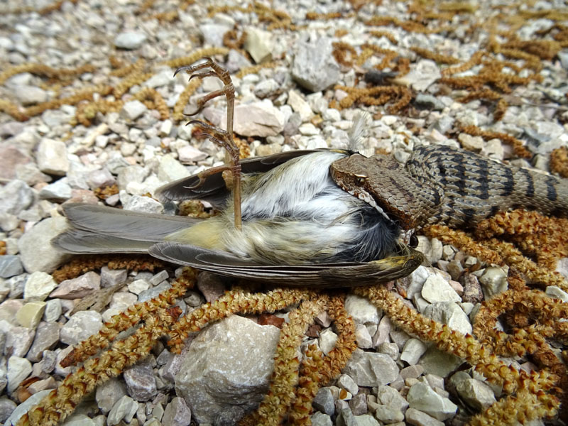 un colpo....di fortuna (Vipera aspis con preda)